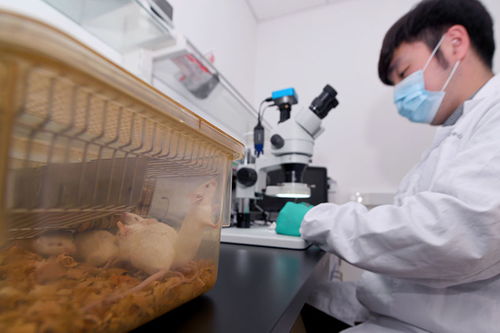 助力抗 疫 科研,上海加紧研发 代人试药 的新冠病毒易感小鼠模型